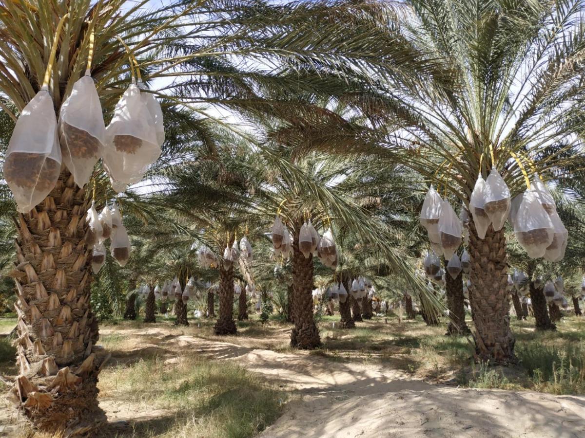 Grand Sud, La Maison De Sable Douz Dış mekan fotoğraf